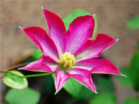 为什么铁线莲开的花小