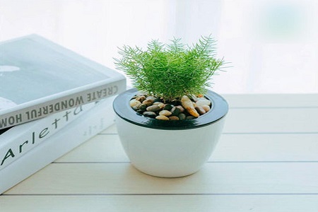 蓬莱松可以室内养吗