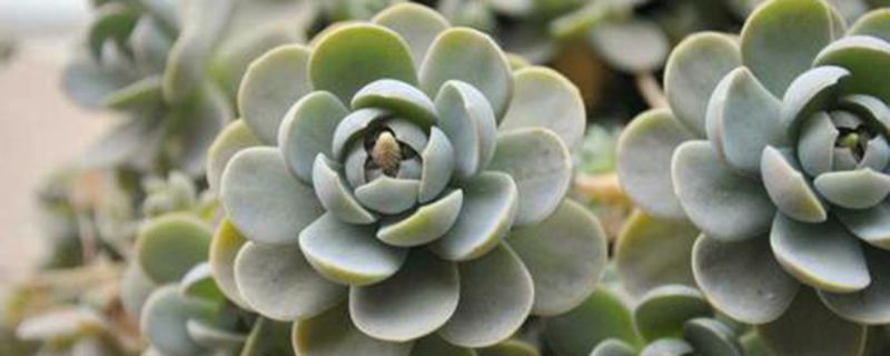 叶插刚出根要埋起来吗(叶插出根后多久埋土)