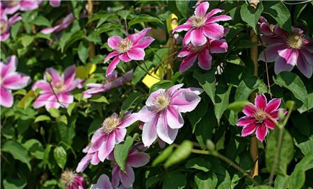 为什么铁线莲开的花小