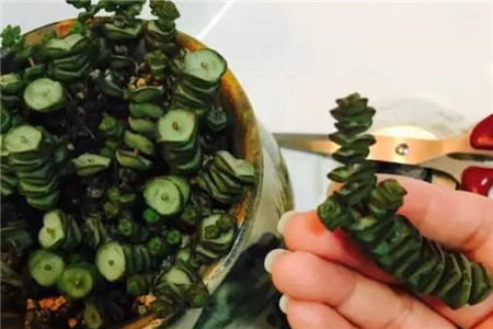 多肉聚财树的养殖方法