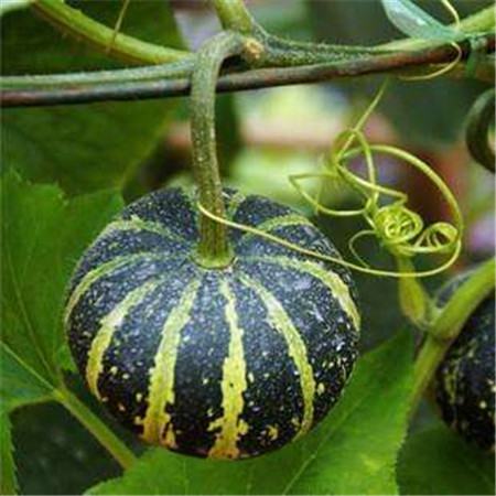 观赏南瓜种类有哪些图片