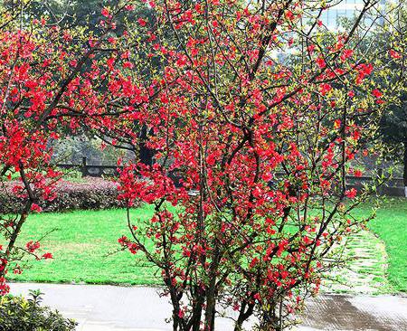 贴梗海棠的养殖方法和注意事项