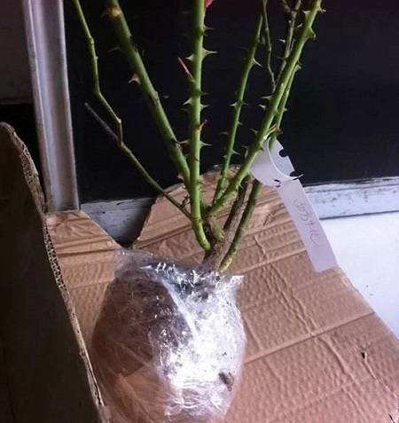 购买花卉计入哪个会计科目