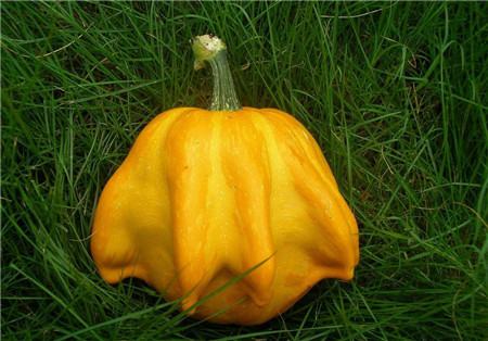 观赏南瓜种类有哪些图片