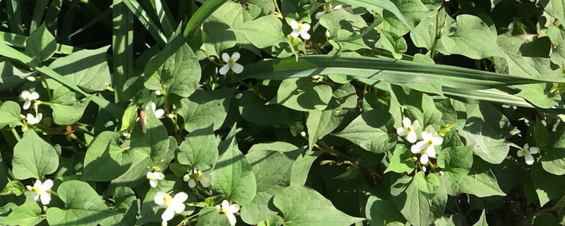 鱼腥草盆栽能放阳台吗鱼腥草对人有影响吗(鱼腥草可以做盆景吗)