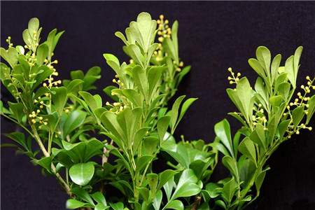 米兰花冬季怎么养护和浇水