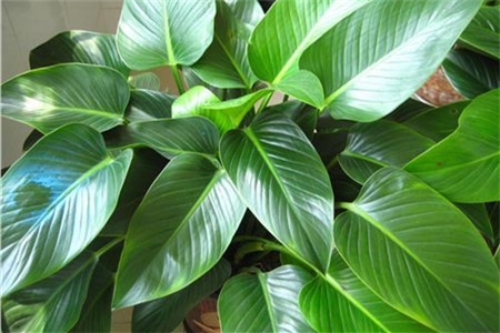 金钻叶子往下垂咋回事?