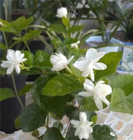 室内养什么花没有蚊子