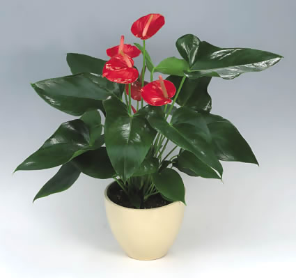 一掌红怎么养殖方法