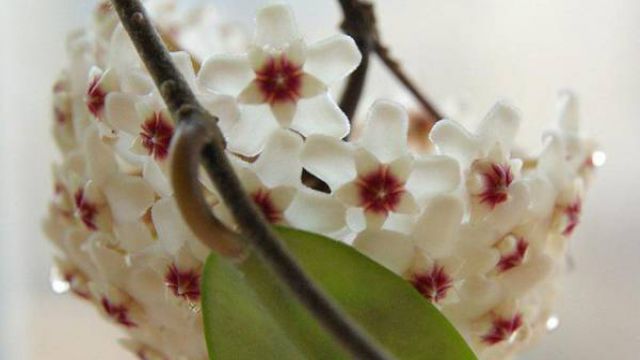 球兰的养护(球兰的养护方法)