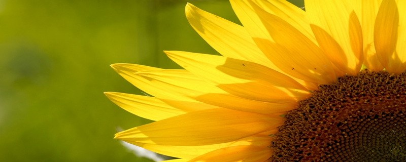 阳台如何养向日葵需要注意什么(阳台向日葵图片)