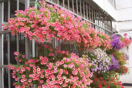 矮牵牛扦插多久生根