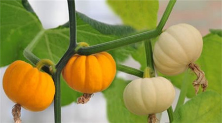观赏南瓜种类有哪些图片