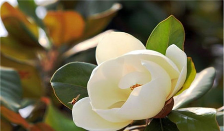 广玉兰的作用和功效特点