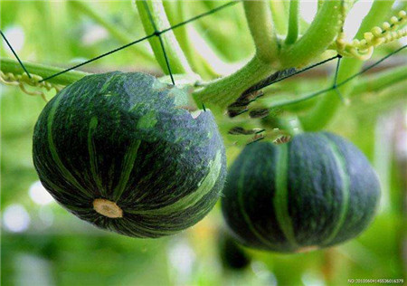 观赏南瓜种类有哪些图片