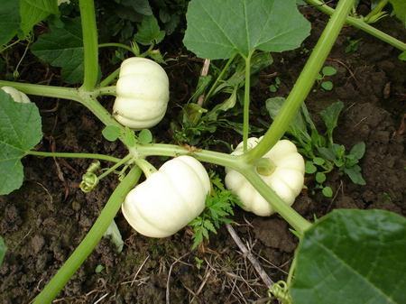 观赏南瓜种类有哪些图片