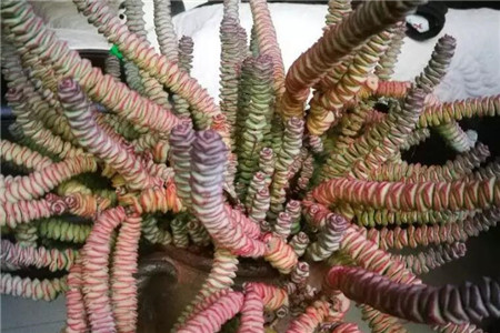 多肉聚财树的养殖方法