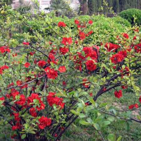 贴梗海棠的养殖方法和注意事项