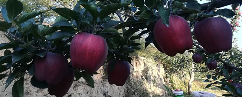 蛇果的功效与作用禁忌人群