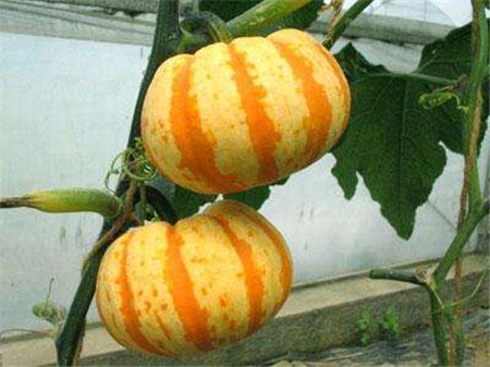 观赏南瓜种类有哪些图片