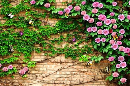 娶了爱养花的女人你就等着幸福吧什么意思