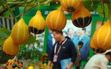 观赏南瓜种类有哪些图片