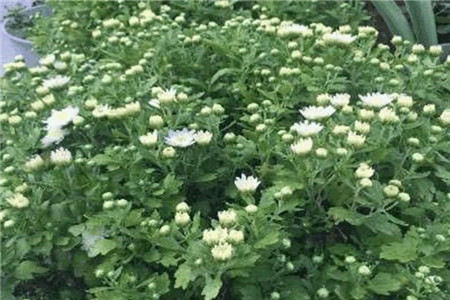 三角梅怎么剪枝修理