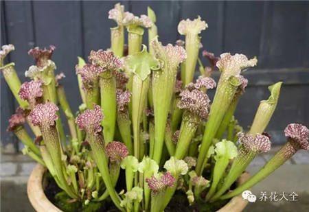 室内养什么花没有蚊子