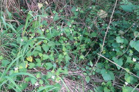 鱼腥草可以做盆景吗