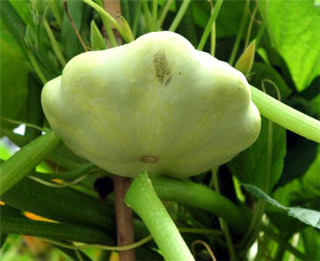 观赏南瓜种类有哪些图片