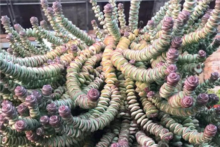 多肉聚财树的养殖方法