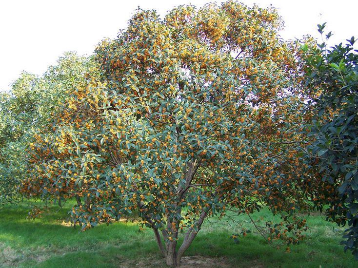 2021桂花不开花是什么原因