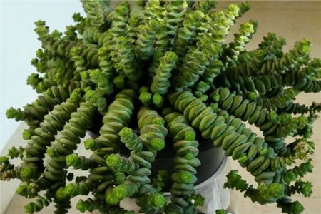 多肉聚财树的养殖方法