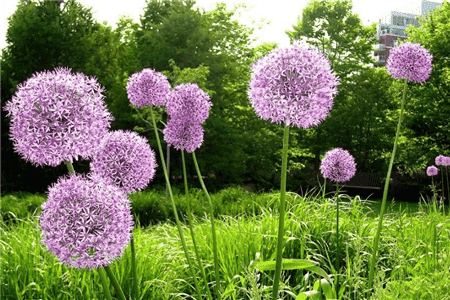 原来香菜还能救命