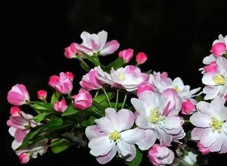 西府海棠好看还是垂丝海棠好看