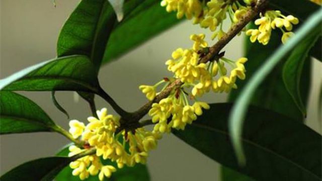 桂花不开花的原因及对策(2021桂花不开花是什么原因)