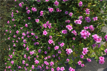 长春花叶子黄了是什么原因