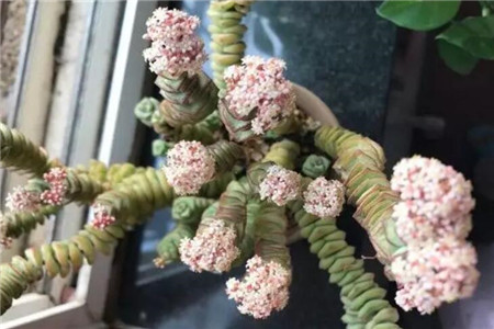 多肉聚财树的养殖方法