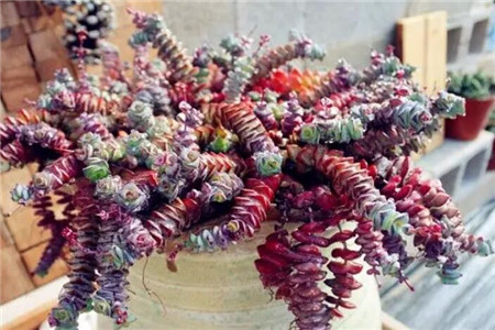 多肉聚财树的养殖方法