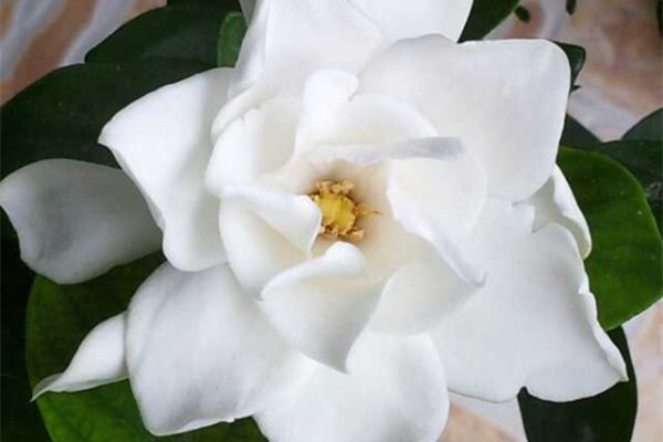 这7种花让你家里没蚊子太实用了(室内养什么花没有蚊子)