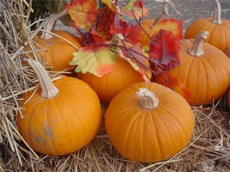 观赏南瓜种类有哪些图片