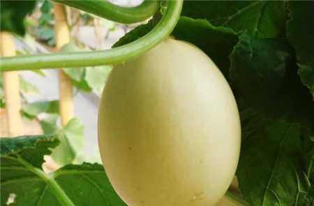 观赏南瓜种类有哪些图片