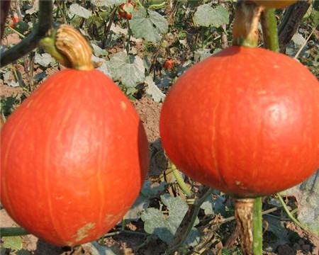 观赏南瓜种类有哪些图片