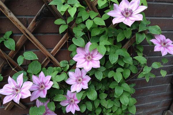 铁线莲为什么不开花(为什么铁线莲开的花小)