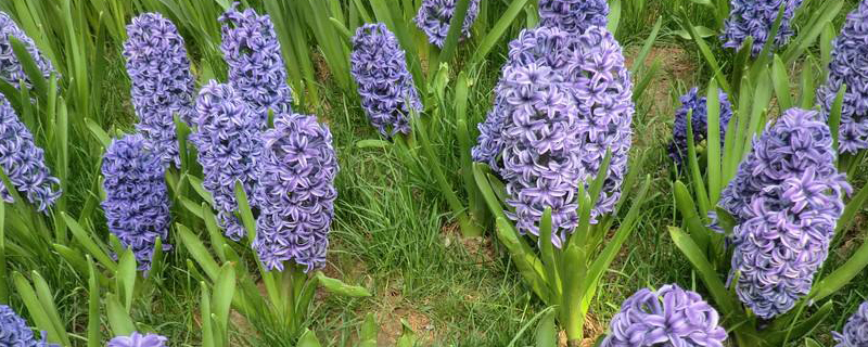 风信子能活多久(风信子可以长多大)