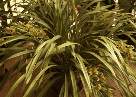 黄蝉兰怎么浇水最好