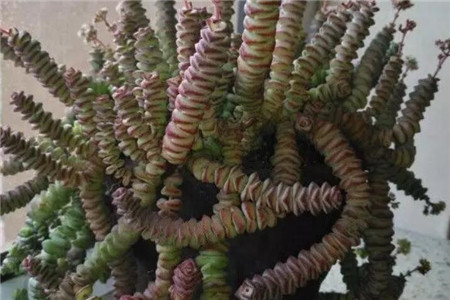 多肉聚财树的养殖方法