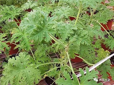 室内养什么花没有蚊子