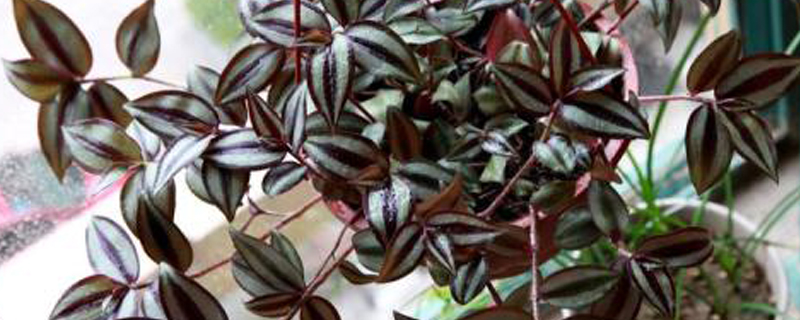 吊竹梅要怎么养才好(吊竹梅的栽培方法)